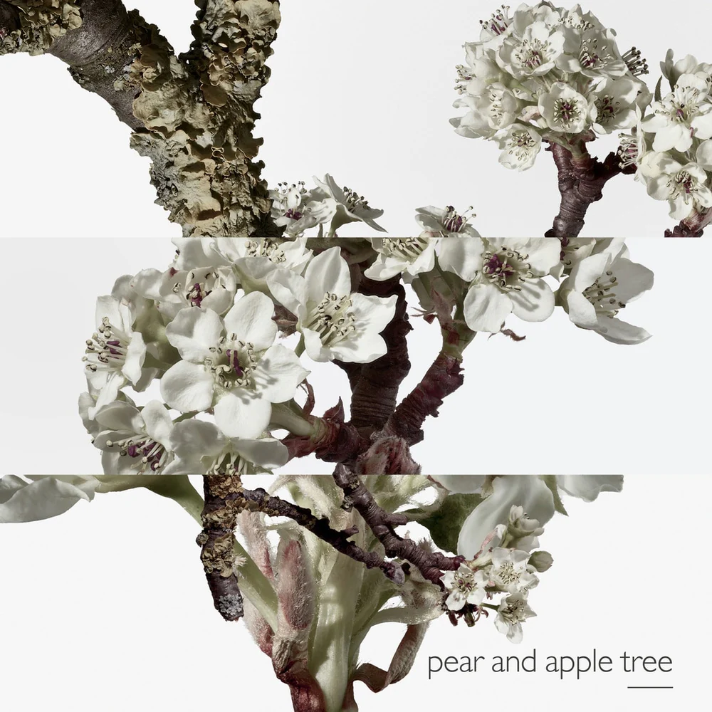 Un Jardin Sur Le Toit Eau De Toilette - Image 4